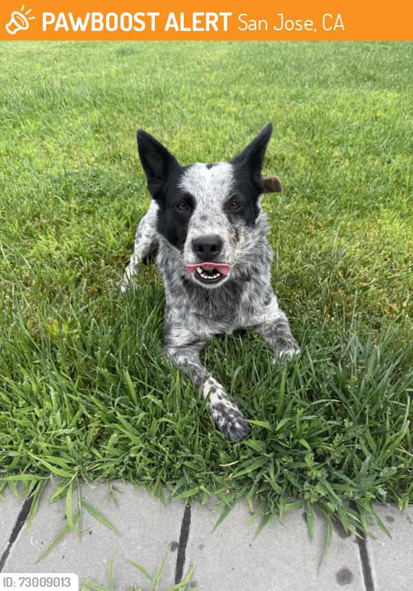 Found/Stray Male Dog last seen Lucus dr, San Jose, CA 95148