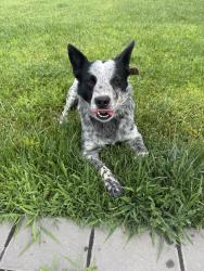 Found/Stray Male Dog last seen Lucus dr, San Jose, CA 95148