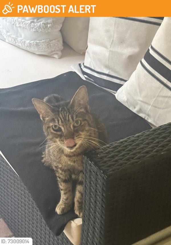 Found/Stray Unknown Cat last seen Jog road, Palm Beach County, FL 33437