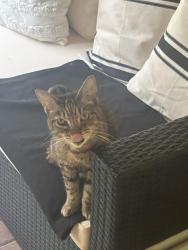 Found/Stray Unknown Cat last seen Jog road, Palm Beach County, FL 33437