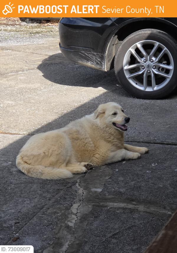Found/Stray Unknown Dog last seen Maple Branch Rd, Sevier County, TN 37876