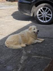 Found/Stray Unknown Dog last seen Maple Branch Rd, Sevier County, TN 37876