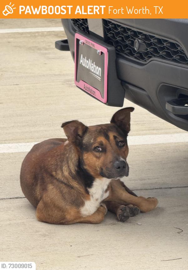 Found/Stray Unknown Dog last seen Booth Calloway, Fort Worth, TX 76180