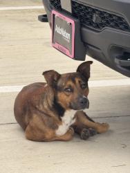 Found/Stray Unknown Dog last seen Booth Calloway, Fort Worth, TX 76180