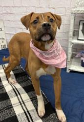 Shelter Stray Female Dog last seen Near BLOCK SCHOOLCRAFT, DETROIT, MI 48227, 7401 Chrysler Dr, Detroit, MI 48211, USA