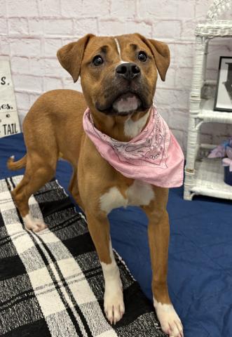 Shelter Stray Female Dog last seen Near BLOCK SCHOOLCRAFT, DETROIT, MI 48227, 7401 Chrysler Dr, Detroit, MI 48211, USA