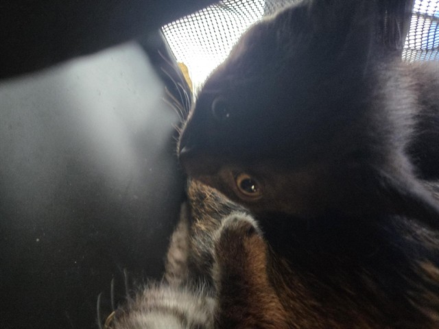 Shelter Stray Male Cat last seen Near BLOCK NEWPORT RD, 3528 Newburg Rd, Louisville, KY 40218, USA