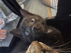 Shelter Stray Female Cat last seen Near BLOCK NEWPORT RD, 3528 Newburg Rd, Louisville, KY 40218, USA