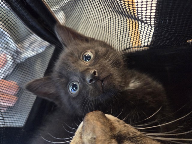 Shelter Stray Female Cat last seen Near BLOCK NEWPORT RD, 3528 Newburg Rd, Louisville, KY 40218, USA