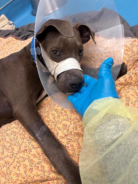 Shelter Stray Male Dog last seen , 4000 N Silverbell Rd, Tucson, AZ 85745, USA