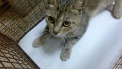 Shelter Stray Female Cat last seen Near BLOCK NW 23 ST, 3599 NW 79th Ave, Doral, FL 33122, USA