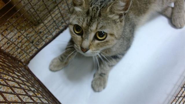 Shelter Stray Female Cat last seen Near BLOCK NW 23 ST, 3599 NW 79th Ave, Doral, FL 33122, USA