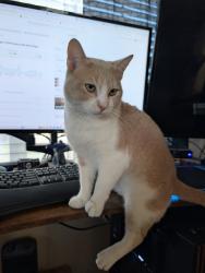 Lost Male Cat last seen Morningside Dr. , New Braunfels, TX 78132