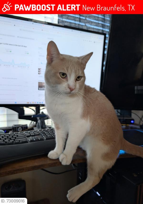 Lost Male Cat last seen Morningside Dr. , New Braunfels, TX 78132