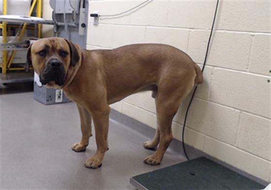 Shelter Stray Male Dog last seen Near BLOCK W BAYAUD AVE, DENVER CO 80223, 1241 W Bayaud Ave, Denver, CO 80223, USA
