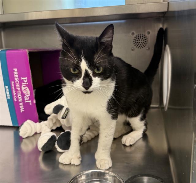 Shelter Stray Male Cat last seen EAST BOSTON, 350 S Huntington Ave, Jamaica Plain, MA 02130, USA