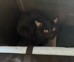 Shelter Stray Male Cat last seen EAST BOSTON, 350 S Huntington Ave, Jamaica Plain, MA 02130, USA