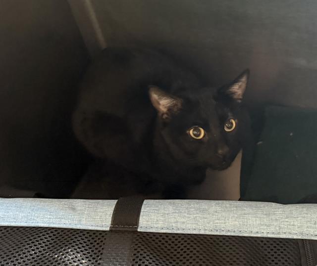 Shelter Stray Male Cat last seen EAST BOSTON, 350 S Huntington Ave, Jamaica Plain, MA 02130, USA