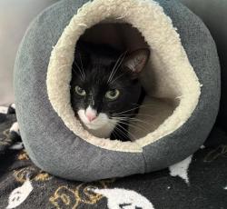Shelter Stray Male Cat last seen MATTAPAN, 350 S Huntington Ave, Jamaica Plain, MA 02130, USA
