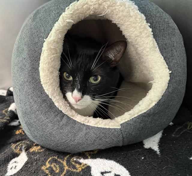 Shelter Stray Male Cat last seen MATTAPAN, 350 S Huntington Ave, Jamaica Plain, MA 02130, USA