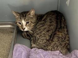 Shelter Stray Male Cat last seen EAST BOSTON, 350 S Huntington Ave, Jamaica Plain, MA 02130, USA