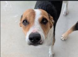 Shelter Stray Female Dog last seen BARRED OWL COVE, 4710 TX-151, San Antonio, TX 78227, USA