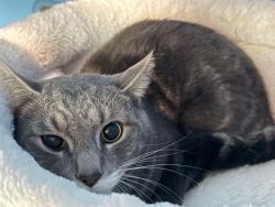 Shelter Stray Male Cat last seen DANVERS, 350 S Huntington Ave, Jamaica Plain, MA 02130, USA