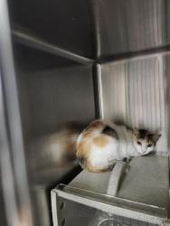 Shelter Stray Female Cat last seen , 4710 TX-151, San Antonio, TX 78227, USA