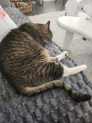 Reunited Male Cat last seen 22nd & 208th in Spanaway, Spanaway, WA 98387