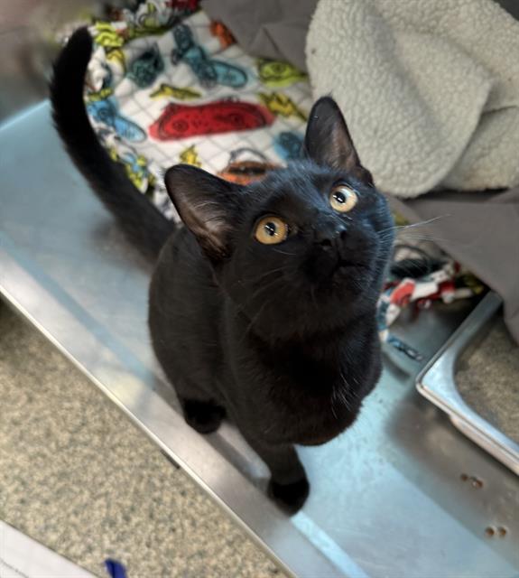 Shelter Stray Female Cat last seen WAKEFIELD, 350 S Huntington Ave, Jamaica Plain, MA 02130, USA