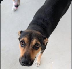 Shelter Stray Female Dog last seen BARRED OWL COVE, 4710 TX-151, San Antonio, TX 78227, USA