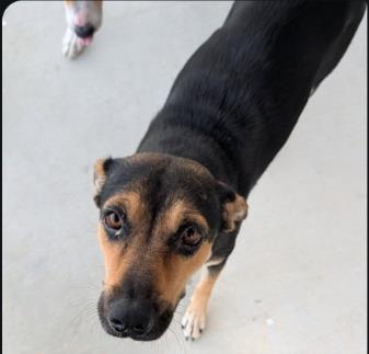 Shelter Stray Female Dog last seen BARRED OWL COVE, 4710 TX-151, San Antonio, TX 78227, USA