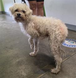 Shelter Stray Male Dog last seen , 1850 W 60th St, Los Angeles, CA 90047, USA