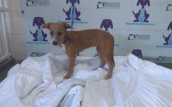 Shelter Stray Female Dog last seen , 2769 Conroy Rd, Orlando, FL 32839, USA