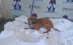 Shelter Stray Female Dog last seen , 2769 Conroy Rd, Orlando, FL 32839, USA