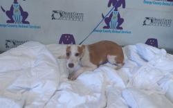Shelter Stray Female Dog last seen , 2769 Conroy Rd, Orlando, FL 32839, USA