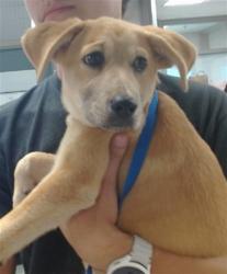 Shelter Stray Male Dog last seen 39TH ST AND WOFFORD, 2811 SE 29th St, Oklahoma City, OK 73129, USA