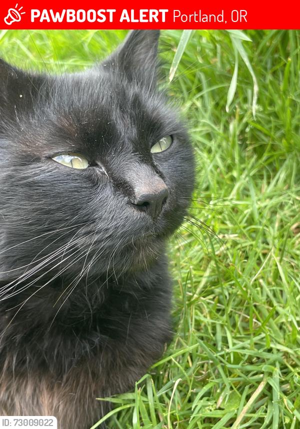 Lost Male Cat last seen NE 108th & Morris, Portland, OR 97220