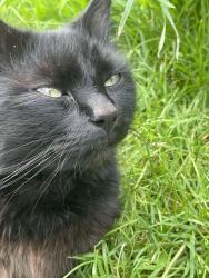 Lost Male Cat last seen NE 108th & Morris, Portland, OR 97220