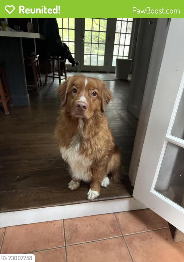 Reunited Male Dog last seen Near high ridge road and upper shad road, Pound Ridge, NY 10576