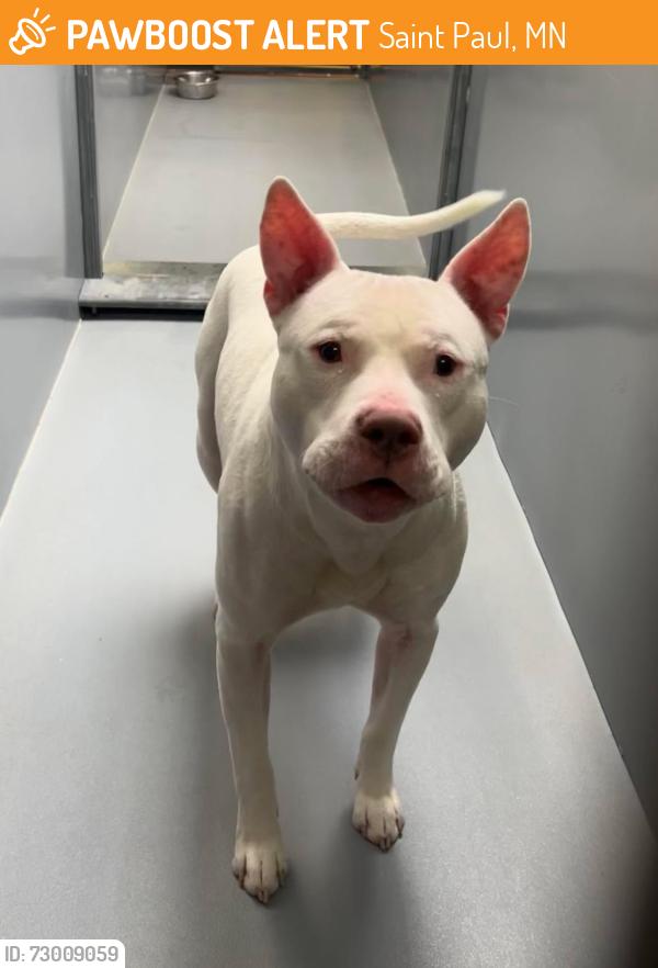 Found/Stray Male Dog last seen Arlington and Arkwright, Saint Paul, MN 55130