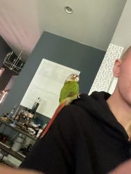Lost Unknown Bird last seen By blue gate, Raleigh, NC 27613