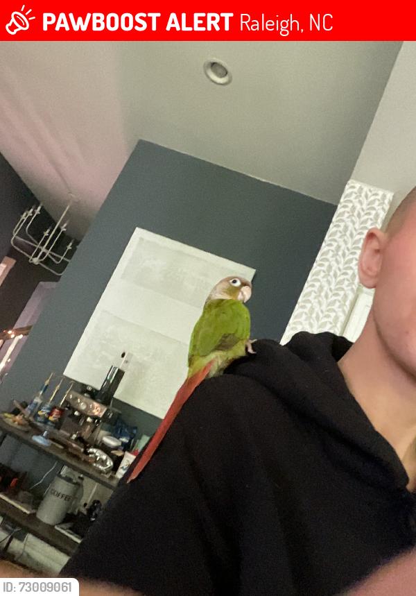 Lost Unknown Bird last seen By blue gate, Raleigh, NC 27613