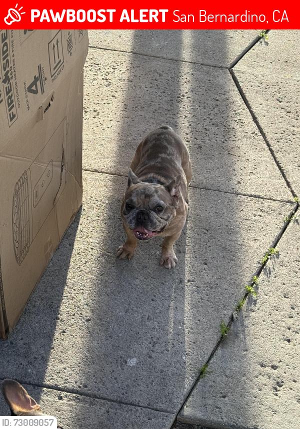 Lost Male Dog last seen San Manuel casino , San Bernardino, CA 92401