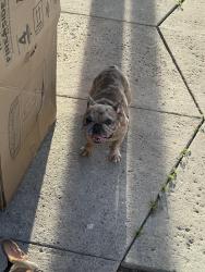 Lost Male Dog last seen San Manuel casino , San Bernardino, CA 92401
