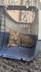 Lost Female Cat last seen Brampton road we think is the direction she went , Leicestershire, England LE13