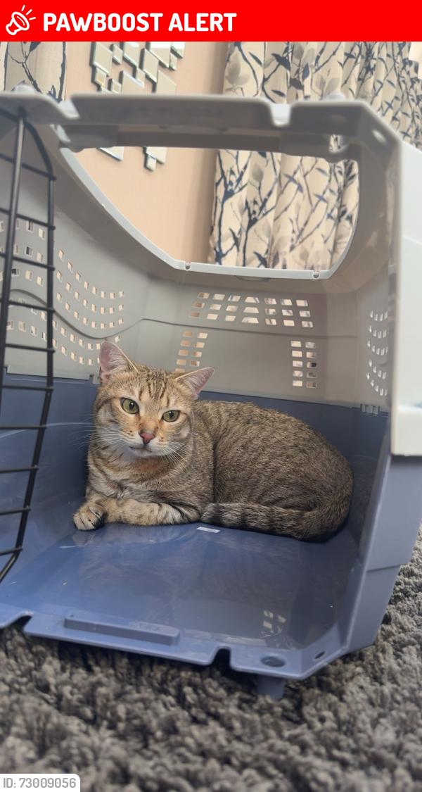 Lost Female Cat last seen Brampton road we think is the direction she went , Leicestershire, England LE13