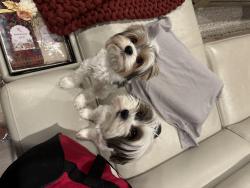 Reunited Male Dog last seen 35th and Allegheny bus loop, Philadelphia, PA 19129