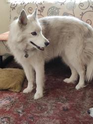 Reunited Male Dog last seen Near Cooper Rd, Wesley Chapel, FL 33545, USA, Wesley Chapel, FL 33545