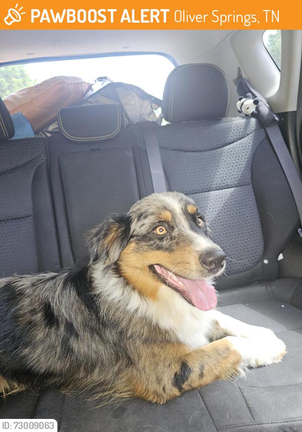 Found/Stray Male Dog last seen New bridge they are building , Oliver Springs, TN 37840
